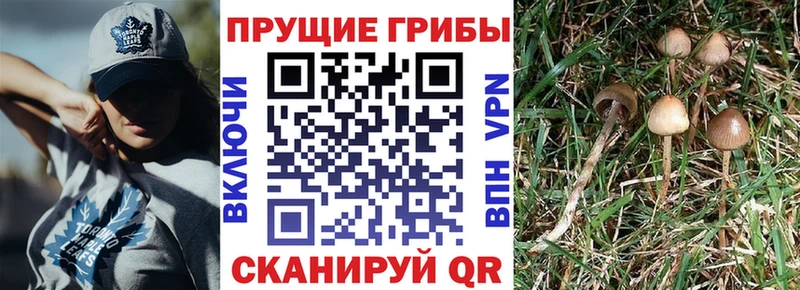 цена наркотик  Кимры  Галлюциногенные грибы Cubensis 